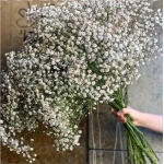 White Natural Dried Gypsophila Baby's Breath Dried Flowers Gypsophila Arrangement Home Decoration Wedding Table Decor Floral DIY