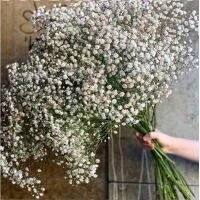 White Natural Dried Gypsophila Baby's Breath Dried Flowers Gypsophila Arrangement Home Decoration Wedding Table Decor Floral DIY